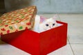 Ragdoll cat hiding in the red Christmas gift box Royalty Free Stock Photo