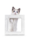 Ragdoll cat kitten on white background Royalty Free Stock Photo