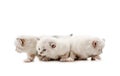 Ragdoll cat kittens isolated on white background