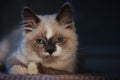 Ragdoll cat lying and looking annoyed Royalty Free Stock Photo