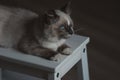 Ragdoll cat lying and looking outside Royalty Free Stock Photo