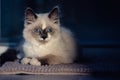 Ragdoll cat lying and looking straight into camera Royalty Free Stock Photo