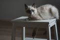 Ragdoll cat lying and looking straight Royalty Free Stock Photo