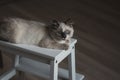 Ragdoll cat lying and looking up Royalty Free Stock Photo