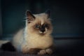 Ragdoll cat lying neatly and looking straight into camera Royalty Free Stock Photo