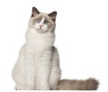 Ragdoll cat, 6 months old Royalty Free Stock Photo