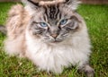 Ragdoll Cat Outdoor Portrait Royalty Free Stock Photo