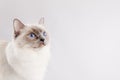 Ragdoll cat over light grey