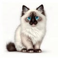 Ragdoll cat portrait icon head colorful. Royalty Free Stock Photo