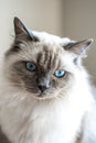 Ragdoll Cat Royalty Free Stock Photo