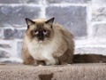 Ragdoll cat portrait. Royalty Free Stock Photo