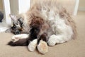 RAGDOLL CAT