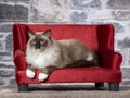 Ragdoll cat portrait on a sofa. Royalty Free Stock Photo