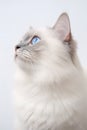 Ragdoll Cat Posing