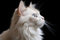 Ragdoll Cat Profile Portrait Isolated