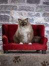 Ragdoll cat on a red sofa Royalty Free Stock Photo