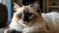 A Ragdoll cat resting on a pillow with droopy eyes created with Generative AI