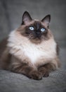 Ragdoll cat resting on sofa Royalty Free Stock Photo