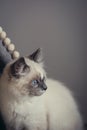 Ragdoll cat sitting - close-up Royalty Free Stock Photo