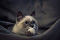 Ragdoll cat sitting and looking up Royalty Free Stock Photo