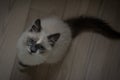 Ragdoll cat sitting and looking up Royalty Free Stock Photo