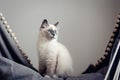 Ragdoll cat sitting Royalty Free Stock Photo