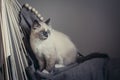 Ragdoll cat sitting Royalty Free Stock Photo