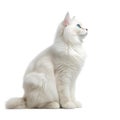 Ragdoll Cat Sitting Profile Isolated Transparent