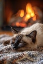 Ragdoll Cat Sleeping by the Fireplace Royalty Free Stock Photo