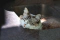 Ragdoll cat sleeping inside garden sink sunbathing Royalty Free Stock Photo