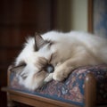 a ragdoll cat sleeps on a patterned chair