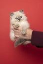 Ragdoll cat, small cute kitten, held in hands, portrait on red background. Pedigree pet Royalty Free Stock Photo