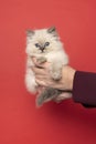 Ragdoll cat, small cute kitten, held in hands, portrait on red background. Pedigree pet Royalty Free Stock Photo