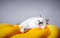 Ragdoll cat small kitten portrait Royalty Free Stock Photo