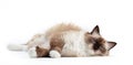 Ragdoll cat, small kitten portrait on white background Royalty Free Stock Photo