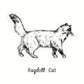 Ragdoll Cat standing side view. Ink black and white doodle drawing