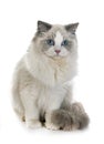 Ragdoll cat in studio Royalty Free Stock Photo