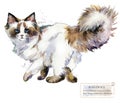 Ragdoll cat watercolor home pet illustration. Cats breeds series. domestic animal.
