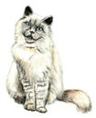 Ragdoll Cat Watercolor Illustration