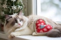 ragdoll cat on a windowsill, snoozing with a fabric heart