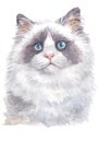 Water colour painting of Ragdoll cat bright blue eyes 008