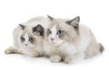 ragdoll cats in studio