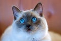 Ragdoll kitten Royalty Free Stock Photo