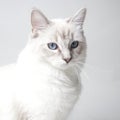 Ragdoll kitten Royalty Free Stock Photo