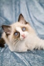 Ragdoll kitten Royalty Free Stock Photo