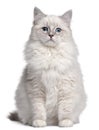 Ragdoll kitten, 5 months old Royalty Free Stock Photo