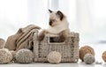 Ragdoll kitten in the basket with yarn Royalty Free Stock Photo