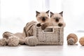 Ragdoll kitten in the basket with yarn Royalty Free Stock Photo