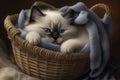 Ragdoll kitten with blue eyes in a wicker basket