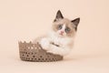 Ragdoll kitten Royalty Free Stock Photo